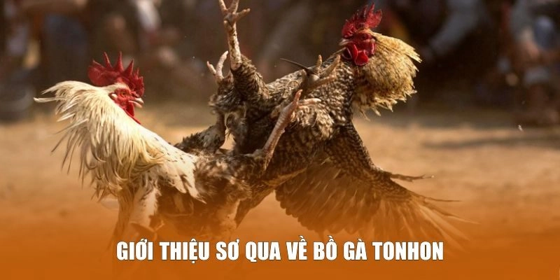 Giới thiệu sơ qua về Bồ Gà Tonhon